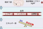 【朗報】食欲を制御するタンパク質、見つかる　肥満治療に繋がる可能性