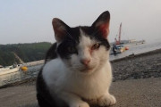 【ねこ画像】漁港のねこ、公園の地域ねこ ほか【再】
