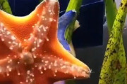 【動画】倍速で見るヒトデが想像の数倍楽しそう