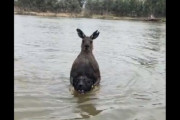 【動画】カンガルー、怖すぎる