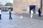 なにこれ可愛い。PCR検査の列に並ぶ子犬が撮影されるｗｗｗｗ