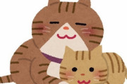 【ほっこり】2歳の猫がこたつの存在を覚えていて催促してきた。「はやくはやく、こたつはやく」と催促するように鳴き、さらに…