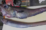 見た目が異様な深海魚「トウジン」　名の由来はコンプライアンス違反？