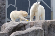 シェーンブルン動物園のホッキョクグマ、フィーニャが１歳の誕生日を迎える