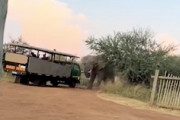 【動画】観光客を乗せたサファリトラック、大きな象に襲われてしまう。