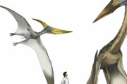 【悲報】プテラノドン、デカすぎる……お前らが思ってる丁度5倍デカすぎる