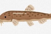 スーパーの魚コーナーにドジョウが売ってた地域ｗｗｗｗｗｗｗｗｗｗｗｗｗｗｗｗｗｗｗ