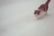 【動画】 雪の日の猫の帰宅【再】