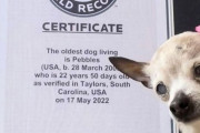ギネス記録「世界最高齢の犬」亡くなる…22歳