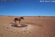 【動画】ナミブ砂漠に設置された人工水飲み場を見守るライブカメラ配信凄すぎｗｗｗｗｗｗｗｗｗｗｗ