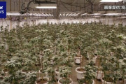 【茨城】ベトナム人さん、大麻工場と化した倉庫で大麻草1500株を栽培して逮捕