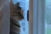 ネコが窓辺で外を見ていた。庭に何かいるようだ → すると…