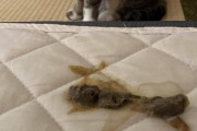 【画像】ワイのネッコが粗相したんやがコレなに？