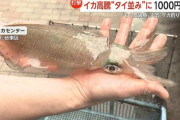 不漁のスルメイカ、10年で3倍の値上がり　今やタイより高価な高級魚に