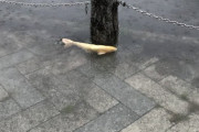 【画像】雨凄すぎて道路に魚居たわｗｗｗｗ