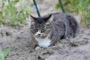 飼い猫が死んで13年が経った
