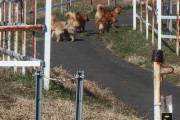 【いぬ】「野犬怖い…」青森県大間町の観光スポット「西吹付山展望台」付近で野犬多数目撃、立ち入り禁止に。町など捕獲へ
