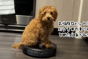 お掃除ロボットはボクの乗り物。止まると自分で動かしてまで乗りこなす犬