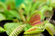 食虫植物は１億年前から虫を食べていた？遺伝子を解明