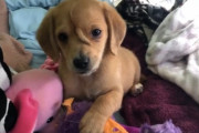 みんな違ってみんないい。額から尻尾が生えた子犬が、まるでユニコーンのようだと大人気に（アメリカ）