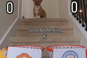 試合結果を完全に当ててしまう犬の動画が話題に
