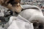 【動画】イッヌさん、落ちてたアザラシの赤ちゃんを育ててしまう