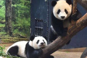 上野動物園の2頭も来年返還期限、パンダ国内ゼロとなる可能性　新しい貸与協定にも壁