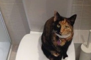 猫がトイレでうんこする度に褒めてたら・・・
