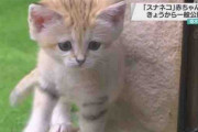 【栃木】「スナネコ」の赤ちゃん 一般公開始まる 栃木 那須町