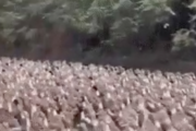 【郎報】中国、バッタ4億匹の襲来に10万羽のアヒル部隊で対抗へ