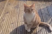 「なんて演技力なの…」猫が家に入れてもらいたいときの行動
