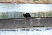 【ねこ画像】水辺のねこ、あまがみサービス ほか【再】