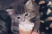 うちの子ネコに少しだけ「アイス」をあげてみた。全部よこせぇ～！ → 子猫はこうなった…