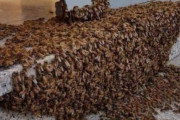 【画像】路上に大量のミツバチが密集していても刺さないから怖がらないで！警察や消防に通報しないで！　→　正しい対処法はこちら