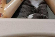 【ねこGIF】ムスリムのおじさんが敷く礼拝用マットを狙う猫さん…タイミングばっちりで得意げですねwww