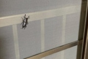 部屋にクワガタ入ってきた（※画像あり）