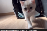 【悲報】No1猫系YouTuberさん、案の定、新しい猫をだして炎上ｗｗｗｗ
