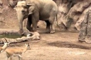 象さん優しい。池に落ちたガゼルを助けるゾウさんの映像。