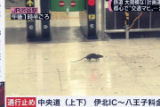 【動画】ネズミさん、渋谷の街を闊歩する