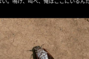 【画像】セミさん、全力で鳴いてメスに求婚するも4割が童貞のまま死んでいく模様WWWWWWWWWWWWWWWWWW