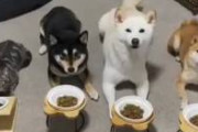 【動画】犬と一緒に育った猫、マテができる