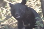 【悲報】中国の脅し、クマに負ける