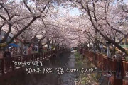 韓国人「日本の桜は韓国が原産地では無い」桜は何の役にも立たない雑木の水準、桜祭りは日本の遺産　韓国の反応