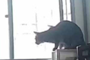 ネコが窓辺にいた。悪いのはそんな所にモニターを置いた飼い主だ！ → こうなる…