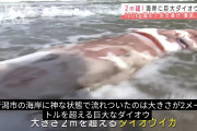 【画像】新潟の海岸に巨大イカが現れる・・・・
