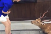 海外「日本の鹿が本当にスゴイ！」
