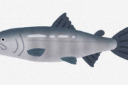【悲報】有識者「淡水魚を海水に入れると浸透圧で死ぬ」ワイ「ほーん、なんで鮭は生きてるんや？」
