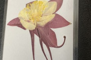 じいちゃんが育てた花を押し花にしてラミネートしてみたんだが（※画像あり）