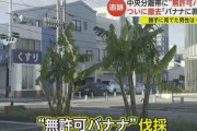 【悲報】無許可バナナ、死す