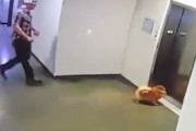 【動画】エレベーターに引きずり込まれそうになった犬を通りすがりのイケメンが救う